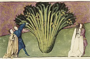 Laxative: Codex Granatensis: Tacuinum Sanitatis. 1400. Folio