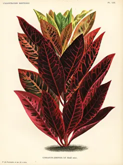 Tzar: Codiaeum hybrid, le Tzar