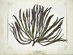 Alga: Codium tomemtosus, seaweed