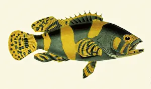 Grouper: Cods and Groupers