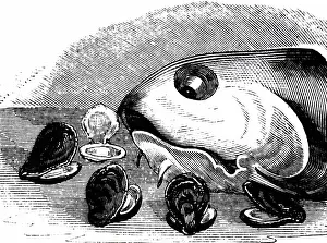 Cheap: Cod's head with oyster sauce was a cheap dish
