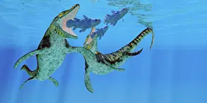 Hungry: Coelacanth fish become prey to a pair of Tylosaurus