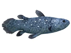 Osteichthyes: Coelacanth fish against white background