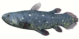 Osteichthyes: Coelacanth fish against white background