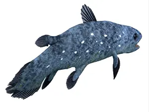 Markings: Coelacanth fish on white background