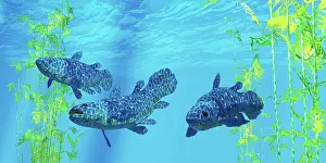 Osteichthyes: Coelacanth prehistoric fish, swimming by kelp