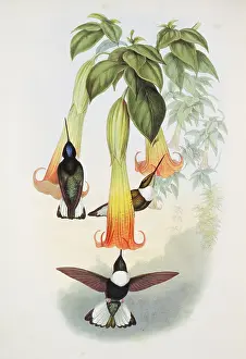 Trochilidae: Coeligena torquata torquata, collared inca