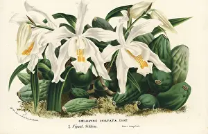 Cristata: Coelogyne cristata orchid