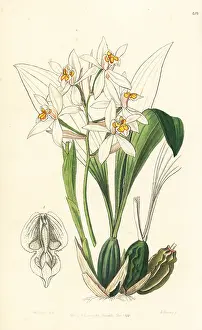 Nitida: Coelogyne nitida orchid