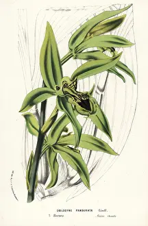 Serres: Coelogyne pandurata orchid