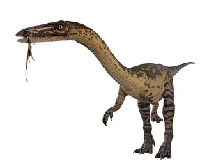 Coelophysis: Coelophysis