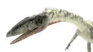 Close Up: Coelophysis close-up