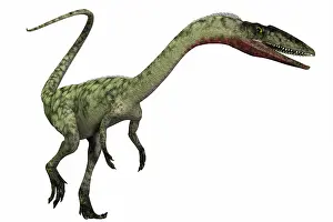 Bauri: Coelophysis dinosaur
