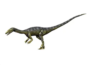 Bauri: Coelophysis dinosaur