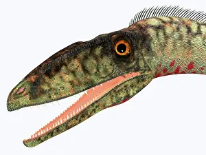 Bauri: Coelophysis dinosaur head