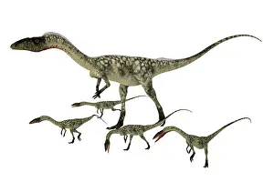 Offspring: Coelophysis dinosaur with offspring