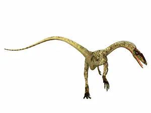 Bauri: Coelophysis dinosaur, rear view
