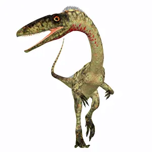 Bauri: Coelophysis dinosaur, front view