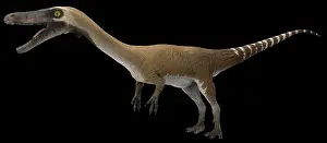 Bauri: Coelophysis dinosaur, side view on black background