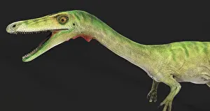 Bauri: Coelophysis dinosaur, side view on gray background