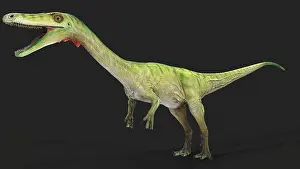 Bauri: Coelophysis dinosaur, side view on gray background