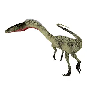 Bauri: Coelophysis dinosaur, side view on white background