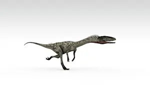 Bauri: Coelophysis dinosaur, white background