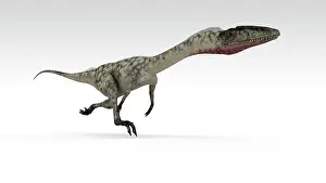 Bauri: Coelophysis dinosaur, white background