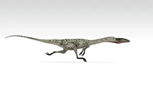 Bauri: Coelophysis dinosaur, white background