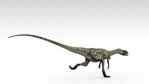 Bauri: Coelophysis dinosaur, white background