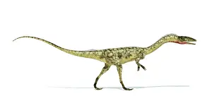 Coelophysis: Coelophysis dinosaur on white background