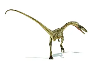 Coelophysis: Coelophysis dinosaur on white background
