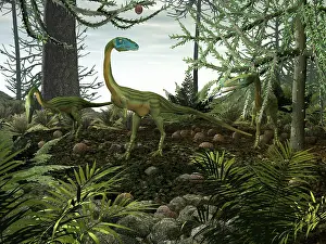 Evergreen: Coelophysis dinosaurs walk amongst a forest