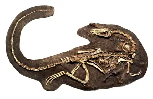 Coelophysis: Coelophysis fossil