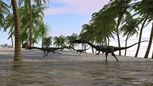 Coelophysis: Three Coelophysis running along the shore