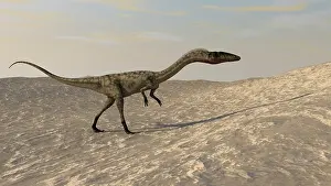 Coelophysis: Coelophysis walking through a desert environment
