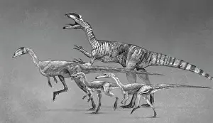 Variation: Coelophysoid diversity from the Late Triassic to Early ?