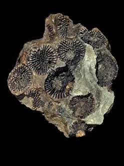 Calcium: Coelosphaeridium, calcareous alga