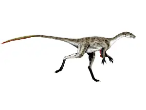 Coelurus: Coelurus dinosaur