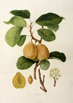 Linnaeus: Coe's Golden Drop Plums