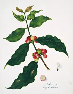Rubiaceae: Coffea arabica, coffee