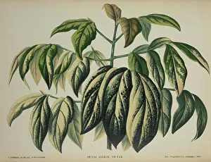 Rubiaceae: Coffea arabica, coffee