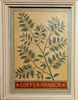 Asterid: Coffea arabica, coffee