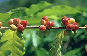 Rubiaceae: Coffea canephora Pierrre ex Fr-hner