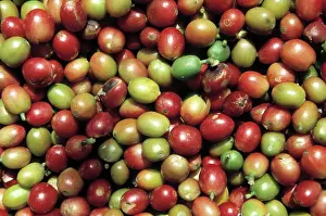 Rubiaceae: Coffea sp. coffee beans