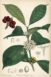 Coffea: Coffee, Coffea arabica
