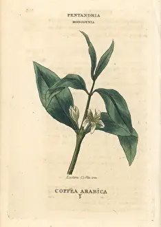 Coffea: Coffee, Coffea arabica