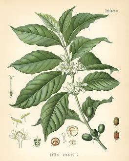 Coffea: Coffee, Coffea arabica