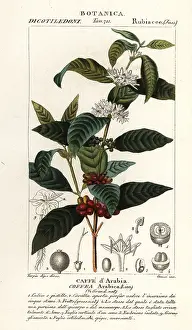 Coffea: Coffee, Coffea arabica