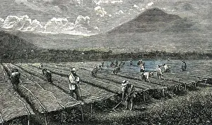 Cultivators: COFFEE/GUATEMALA/1877